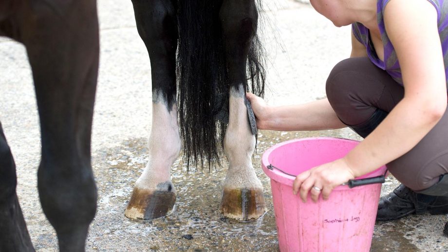 Are horse shampoos eco-friendly?